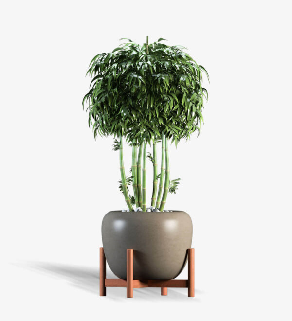 Lucky Bamboo Stand Vase